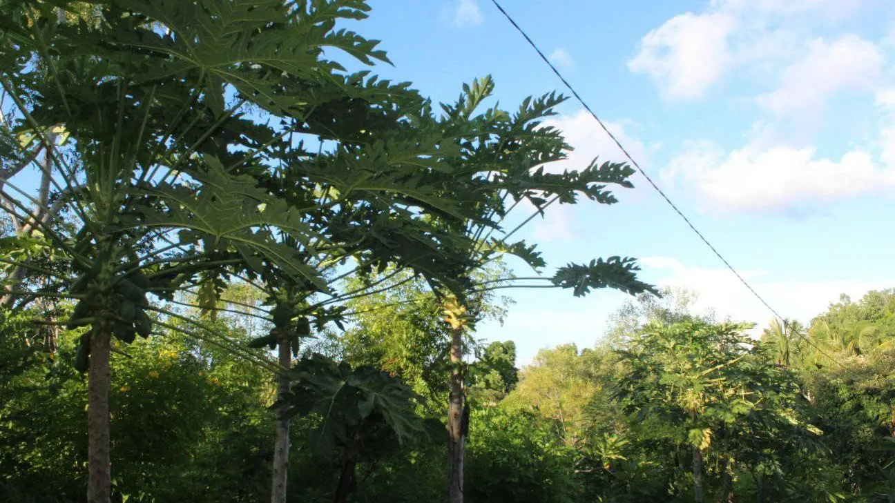 Green trees under a bright sky, seen from the grounds