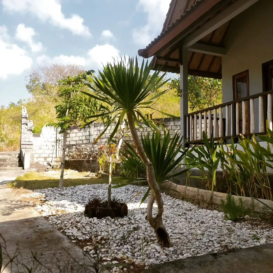 Gravel garden with a pandan tree beside a veranda