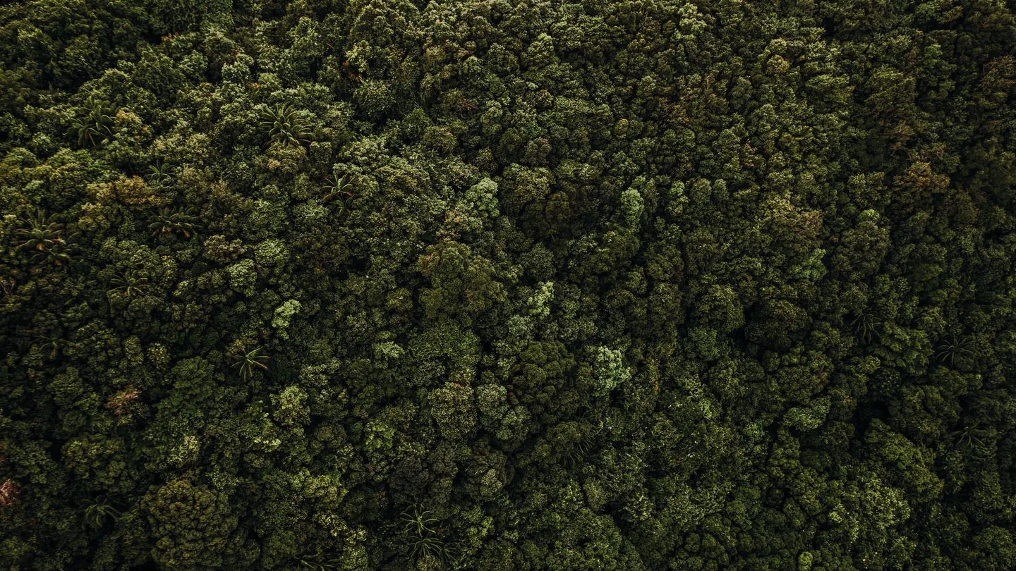 Dense tropical forest seen from above