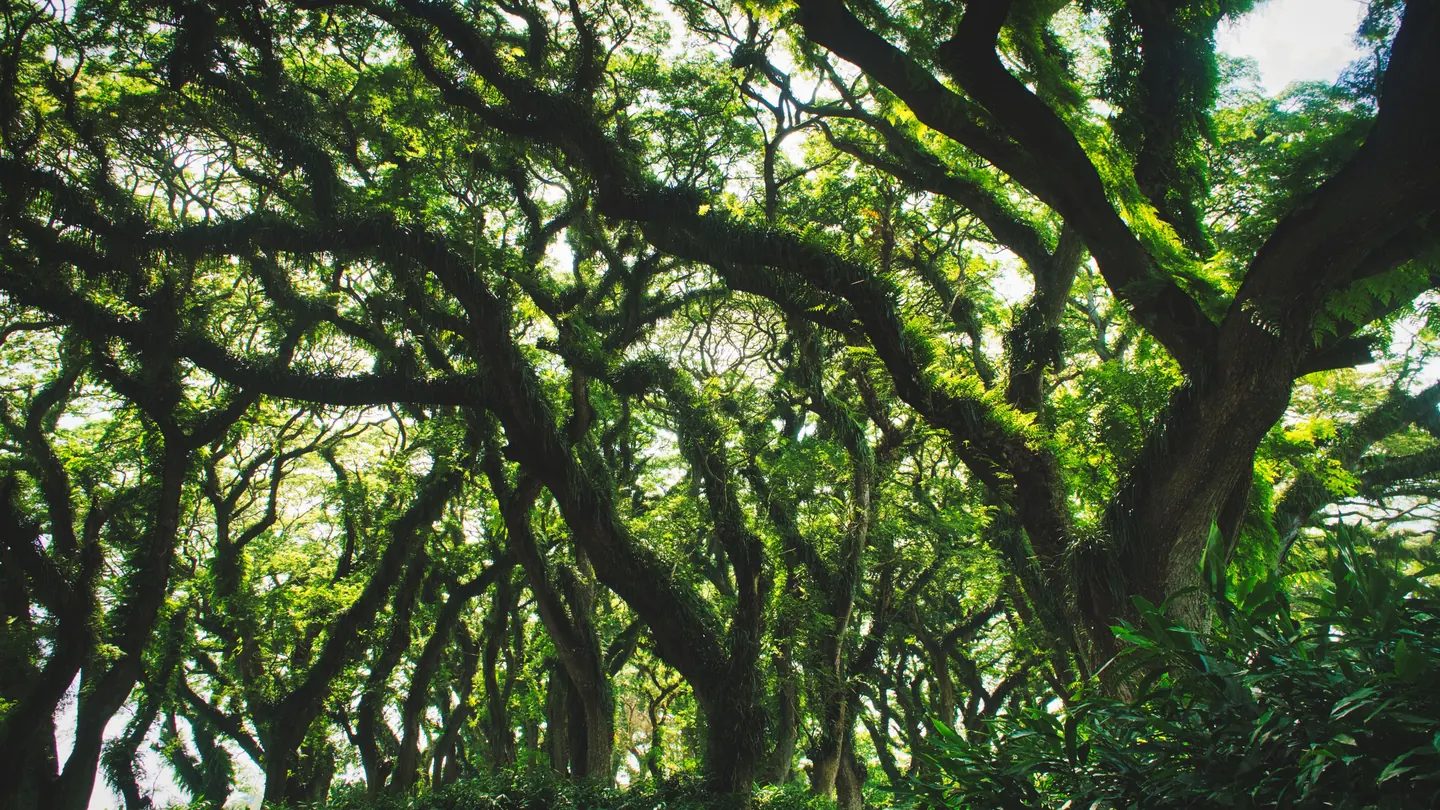 Tall trees with wide, spreading branches forming a green canopy