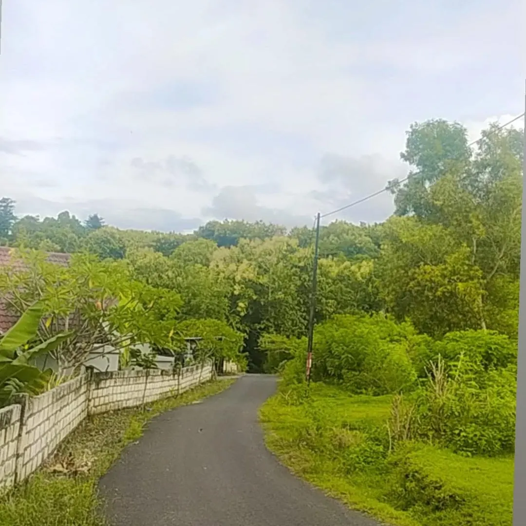 A narrow road between trees and a low wall, from Utamaru's own photos